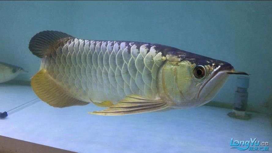 如何區分金龍魚的藍底和紫底：金龍魚的藍底與紫底