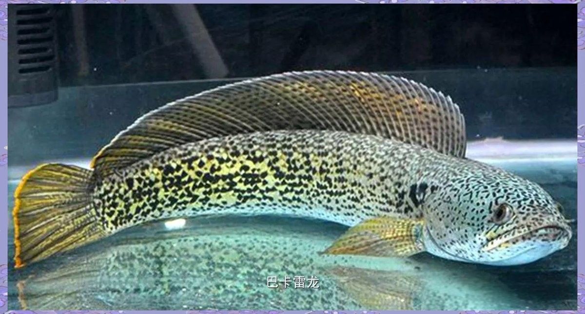 如何辨別雷龍魚苗是否野生：北海云華扣費29.9元怎么回事客服電話漫漫食錄