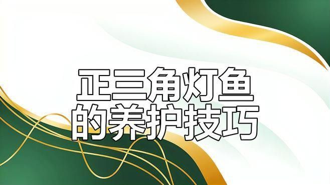 高清三角龍魚圖片有哪些品種？：三角燈魚（trigonostigma）