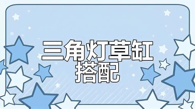 高清三角龍魚圖片有哪些品種？：三角燈魚（trigonostigma）