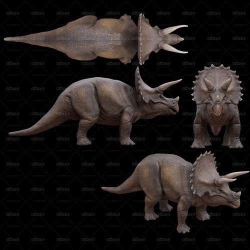 高清三角龍魚圖片有哪些品種？：三角燈魚（trigonostigma）