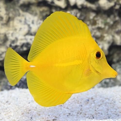 高清三角龍魚圖片有哪些品種？：三角燈魚（trigonostigma）