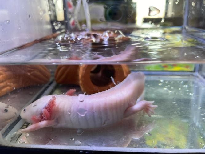 高清三角龍魚圖片有哪些品種？：三角燈魚（trigonostigma）