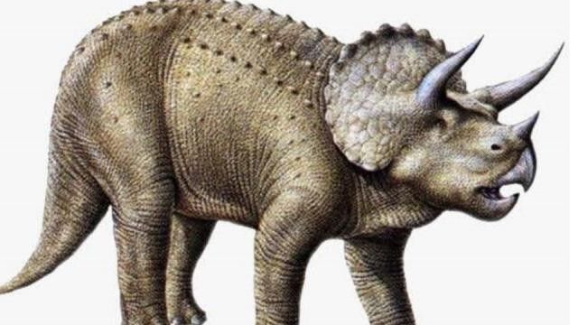 高清三角龍魚圖片有哪些品種？：三角燈魚（trigonostigma）