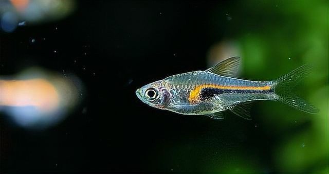 高清三角龍魚圖片有哪些品種？：三角燈魚（trigonostigma）