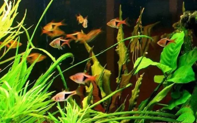 高清三角龍魚圖片有哪些品種？：三角燈魚（trigonostigma）