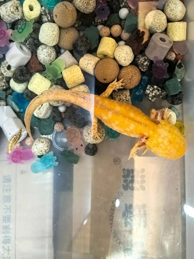 六角恐龍魚寶寶可以混養嗎：六角恐龍魚寶寶（幼體）混養需謹慎考慮以下綜合建議