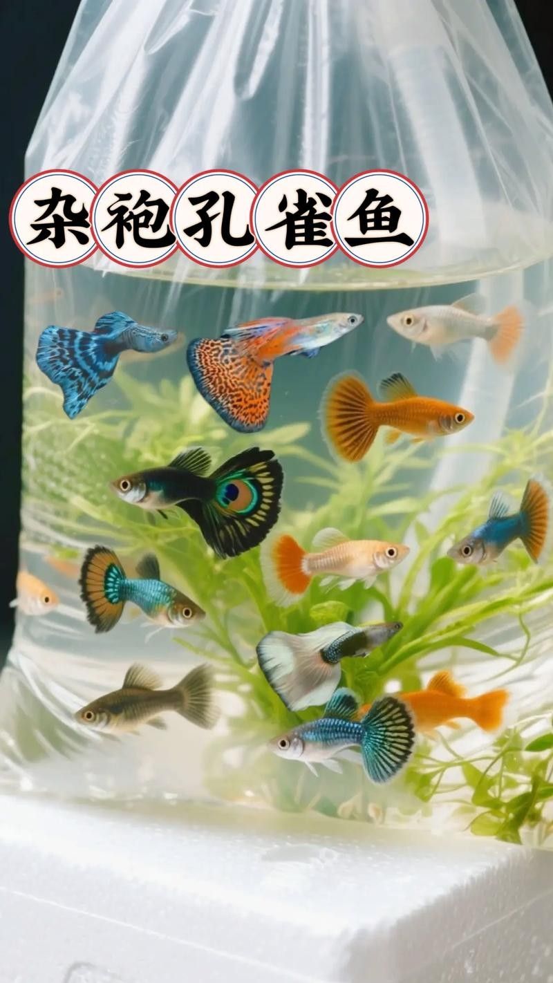 孔雀魚混養的最佳搭配有哪些：九種適合和孔雀魚混養的魚
