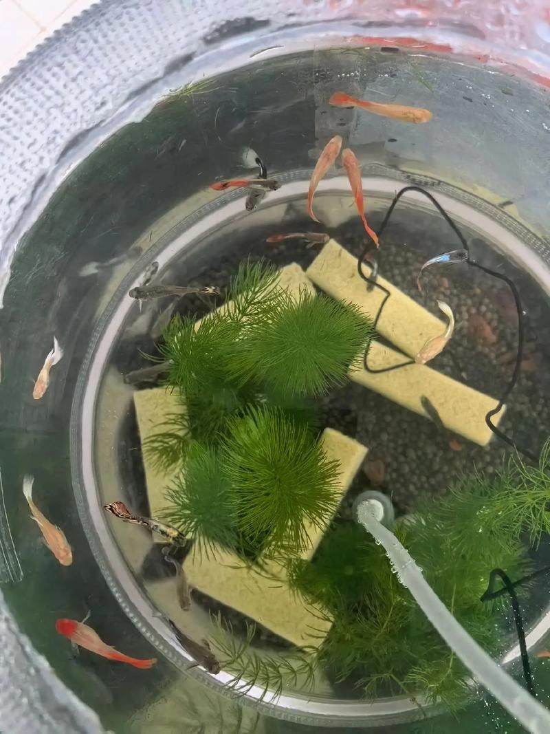 孔雀魚混養的最佳搭配有哪些：九種適合和孔雀魚混養的魚