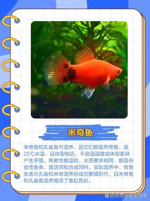 孔雀魚混養的最佳搭配有哪些：九種適合和孔雀魚混養的魚