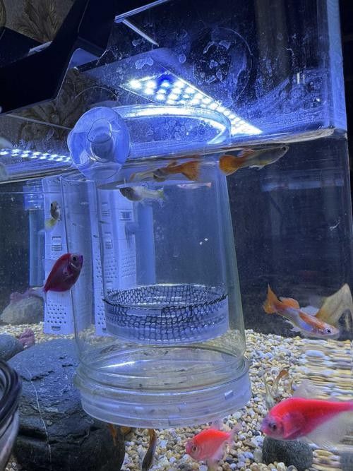 孔雀魚混養的最佳搭配有哪些：九種適合和孔雀魚混養的魚