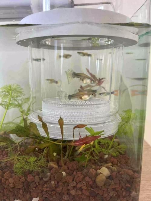 孔雀魚混養的最佳搭配有哪些：九種適合和孔雀魚混養的魚