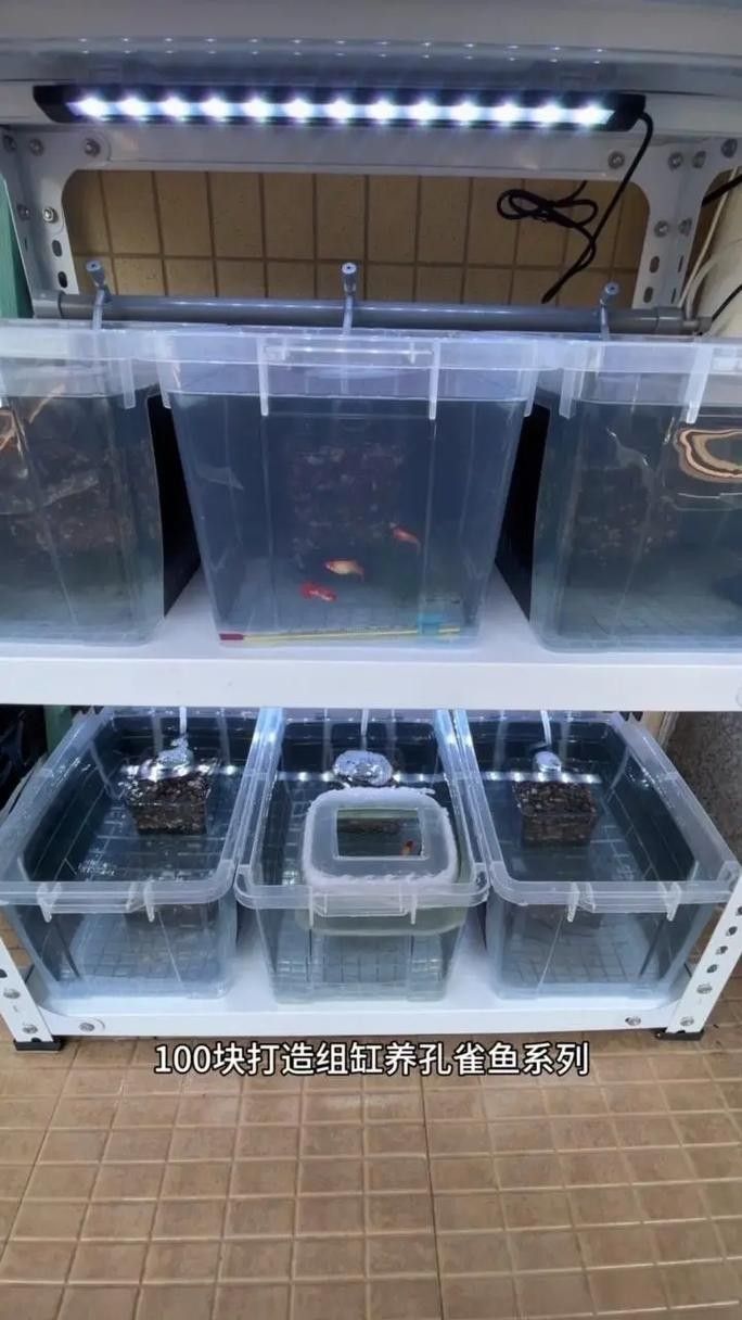 孔雀魚混養的最佳搭配有哪些：九種適合和孔雀魚混養的魚
