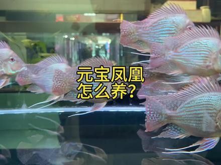 元江哪個水族館龍魚好？祥龍魚場龍魚：廣州龍魚祥龍魚場,中國最貴龍魚前十名
