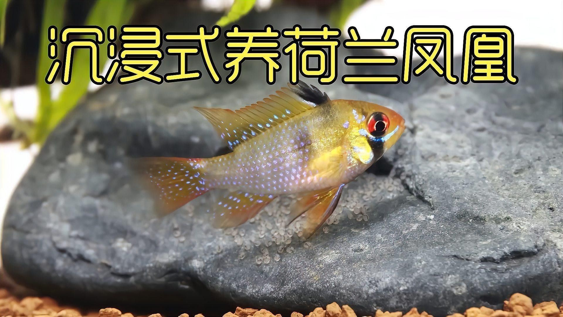 元江哪個水族館龍魚好？祥龍魚場龍魚：廣州龍魚祥龍魚場,中國最貴龍魚前十名