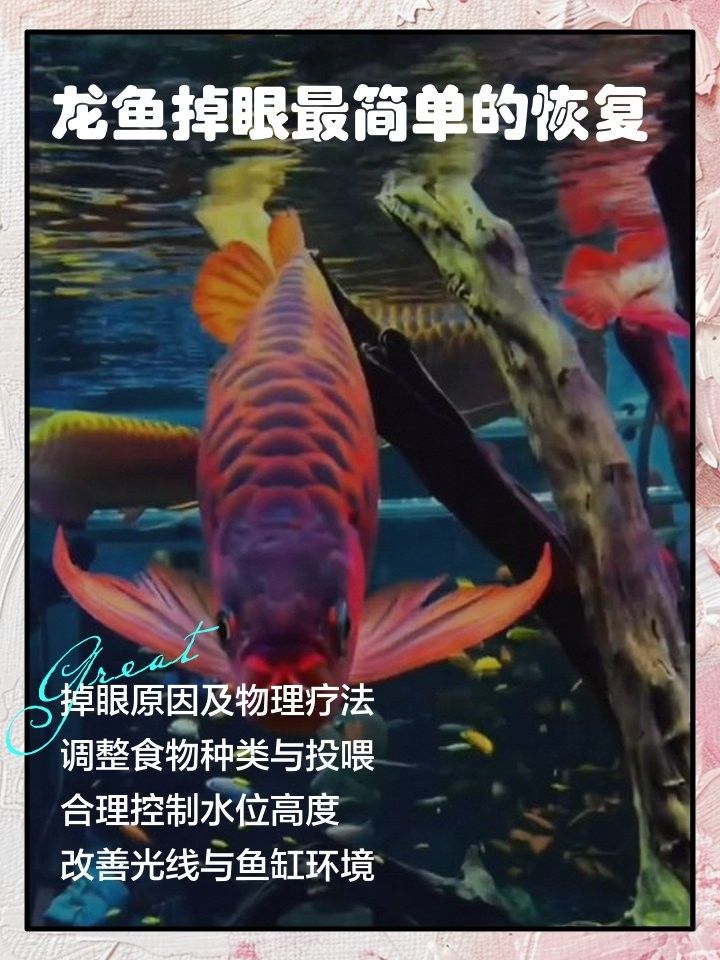 青龍魚掉眼怎么辦？：青龍魚掉眼原因及解決辦法詳解無垠天君非俗云端立龍魚掉眼怎么辦