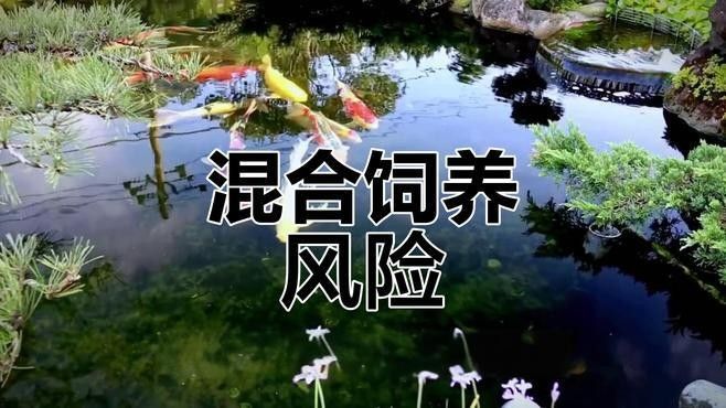 蝴蝶鯉和哪些魚混養(yǎng)比較好：蝴蝶鯉和普通錦鯉混養(yǎng)怎么辦