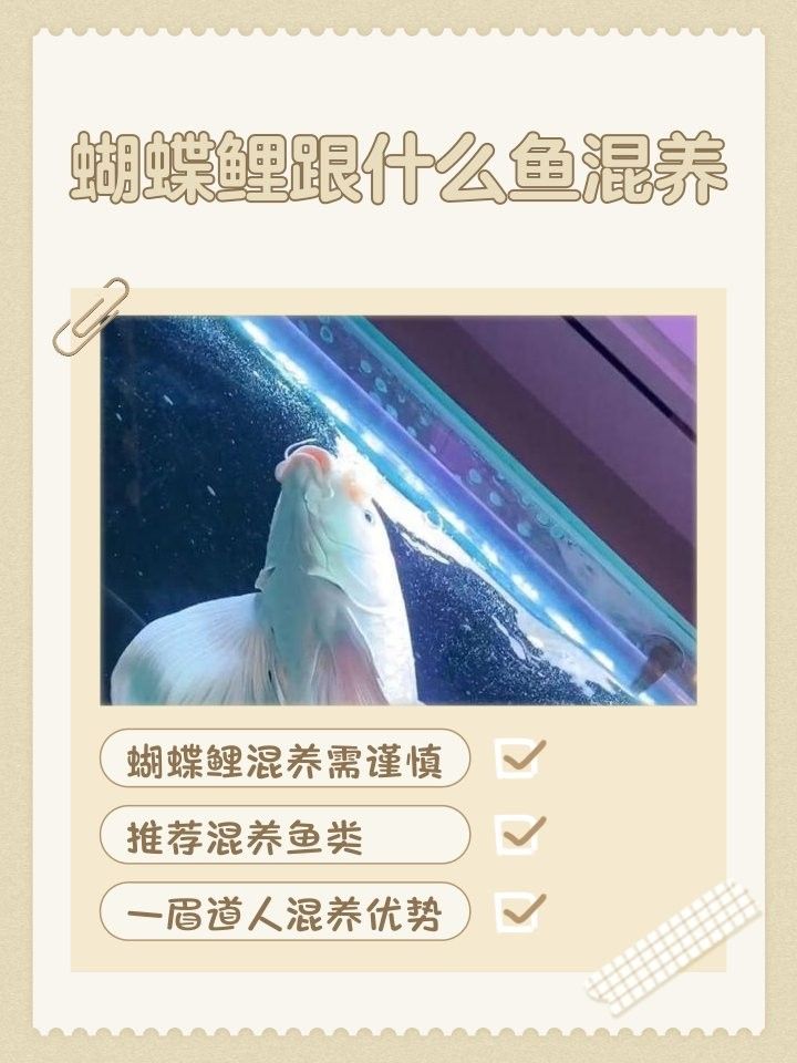 蝴蝶鯉和哪些魚混養(yǎng)比較好：蝴蝶鯉和普通錦鯉混養(yǎng)怎么辦