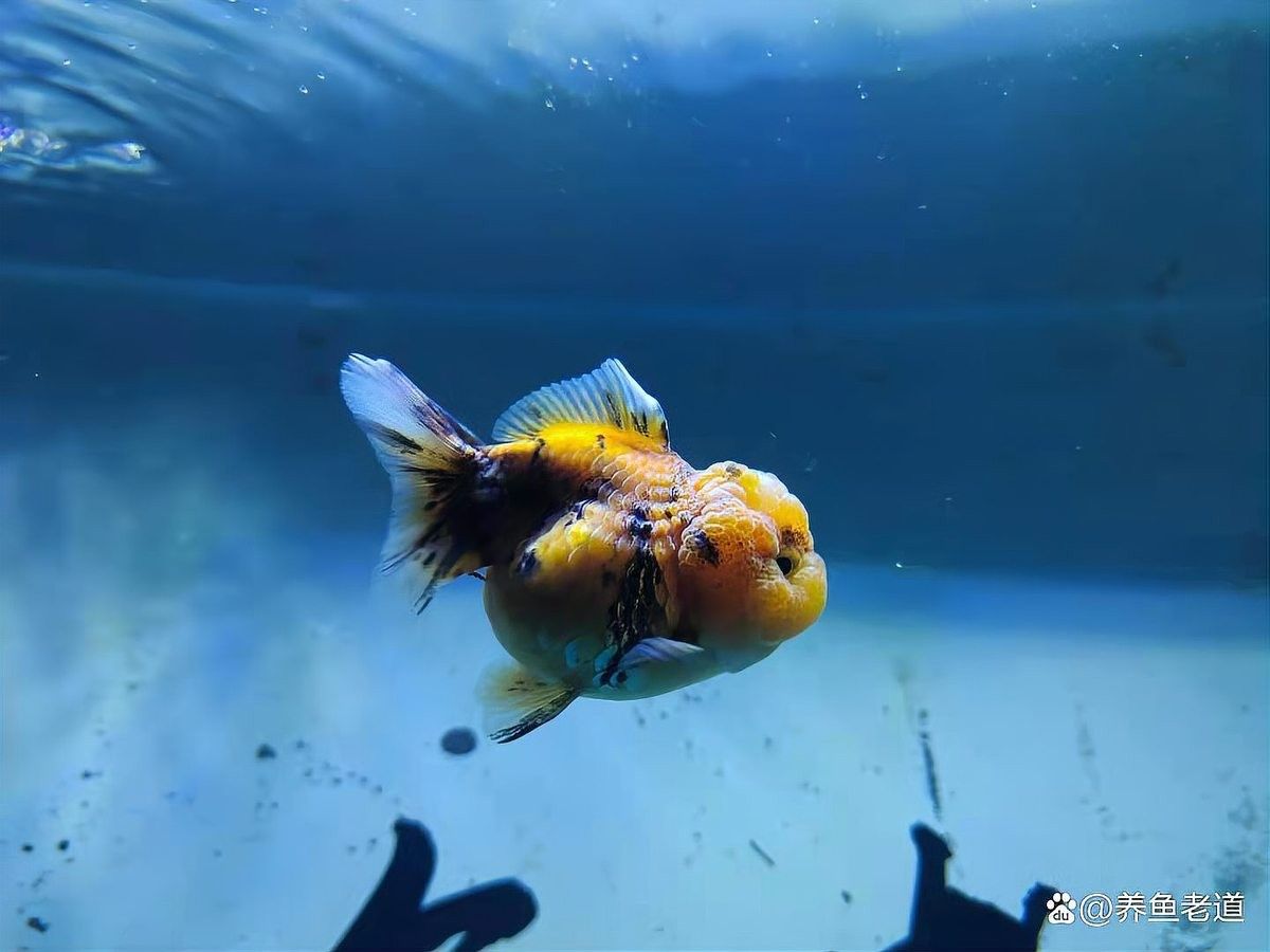 蝴蝶鯉和哪些魚混養(yǎng)比較好：蝴蝶鯉和普通錦鯉混養(yǎng)怎么辦