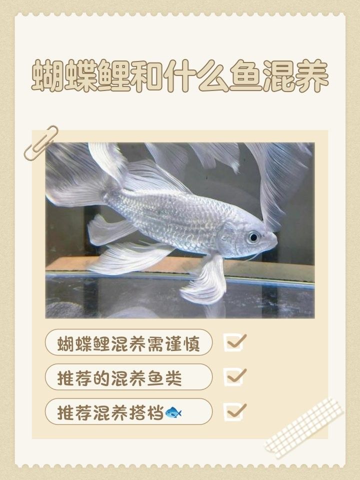 蝴蝶鯉和哪些魚混養(yǎng)比較好：蝴蝶鯉和普通錦鯉混養(yǎng)怎么辦