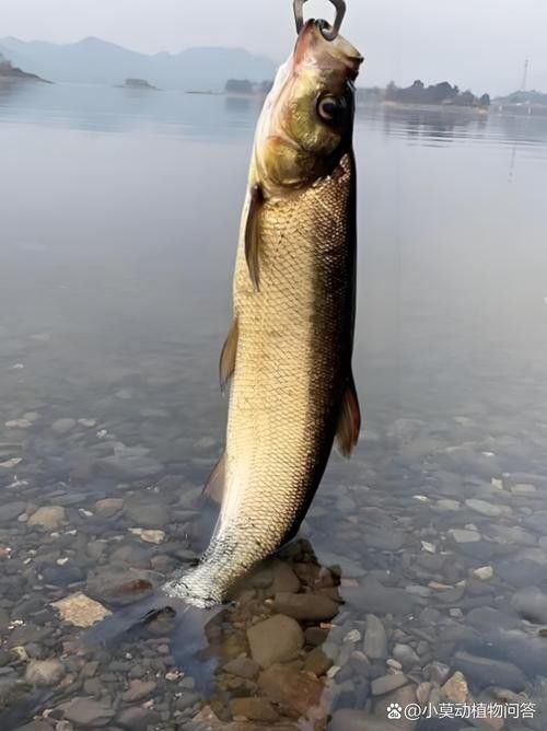 哪個品種的龍魚翹嘴最稀有？：翹嘴特征最顯著的稀有龍魚品種當屬辣椒紅龍