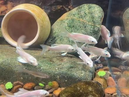 有沒有更多混養實拍視頻：關于魚類混養的高質量實拍視頻資源推薦結合可信素材整理