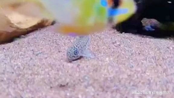 有沒有更多混養(yǎng)實拍視頻：關于魚類混養(yǎng)的高質(zhì)量實拍視頻資源推薦結(jié)合可信素材整理
