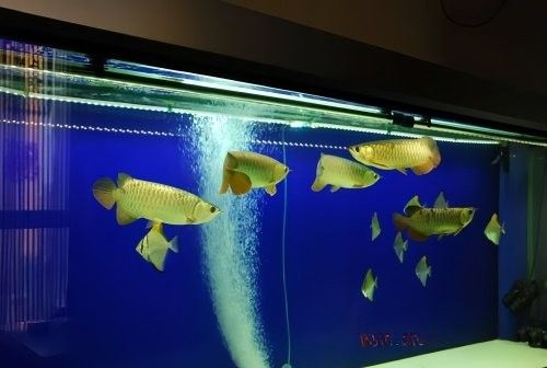 藍金龍魚需要多大的魚缸：藍金龍魚魚缸尺寸建議