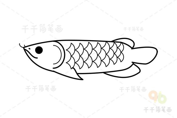 給我一張龍魚的簡筆畫圖片示例：龍魚簡筆畫的繪制步驟