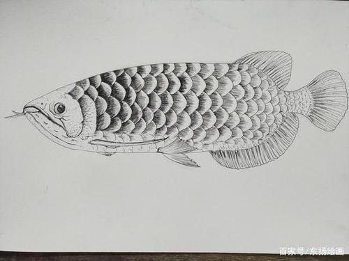 給我一張龍魚的簡筆畫圖片示例：龍魚簡筆畫的繪制步驟