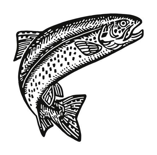 給我一張龍魚的簡筆畫圖片示例：龍魚簡筆畫的繪制步驟