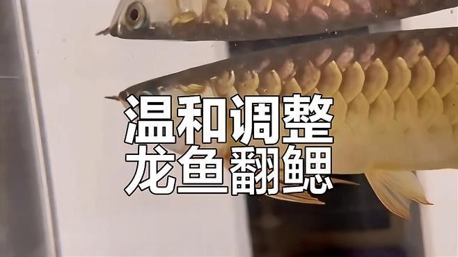 如何預(yù)防龍魚鰓蓋爛掉？：老鄧編程啟蒙園龍魚鰓蓋腐爛的關(guān)鍵需定期換水