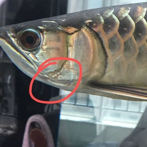 如何預(yù)防龍魚鰓蓋爛掉？：老鄧編程啟蒙園龍魚鰓蓋腐爛的關(guān)鍵需定期換水