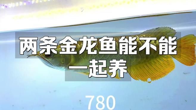 金龍魚(yú)和地圖魚(yú)混養(yǎng)需要多大的魚(yú)缸：金龍魚(yú)和地圖魚(yú)混養(yǎng)時(shí)，魚(yú)缸尺寸需根據(jù)兩種體型和活動(dòng)習(xí)性綜合考量