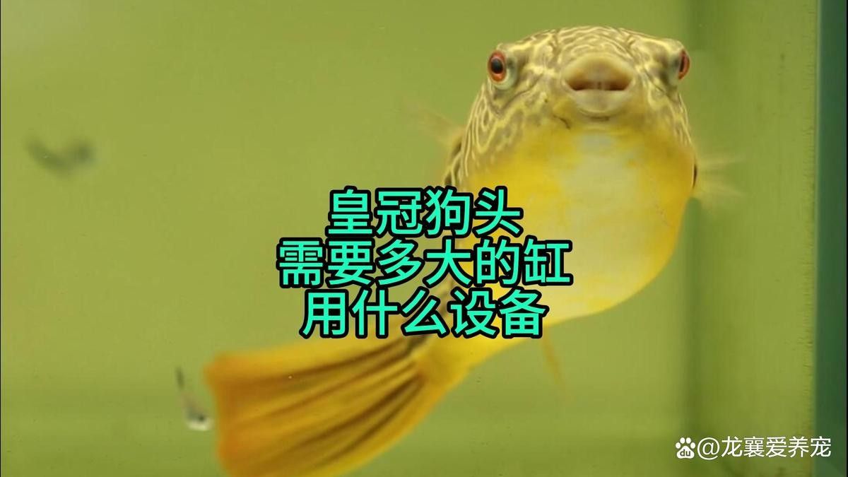 麒麟狗頭和龍魚混養需要多大的魚缸？：麒麟狗頭與龍魚混養需要注意什么,