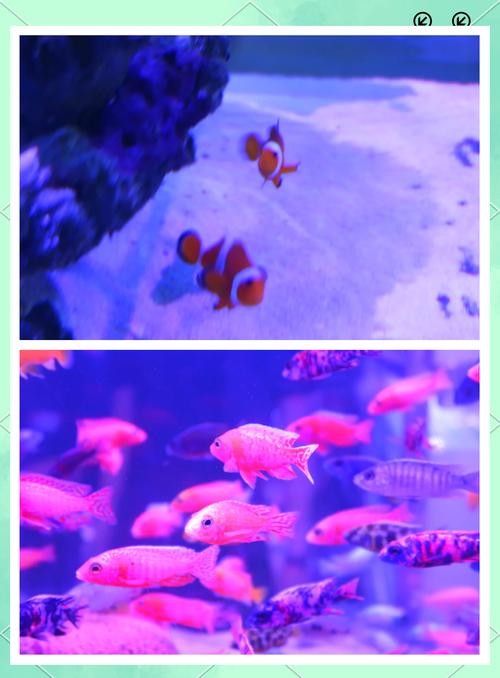 哪里可以購買到長春地區(qū)的龍魚：在長春購買龍魚有哪些風(fēng)險？