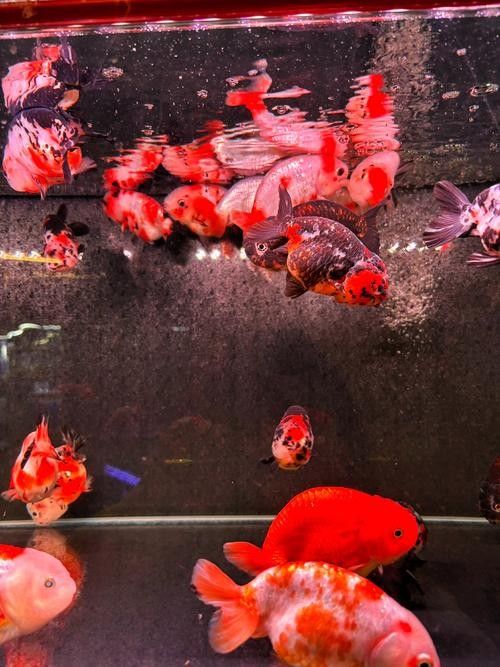 哪里可以購買到長春地區(qū)的龍魚：在長春購買龍魚有哪些風(fēng)險？