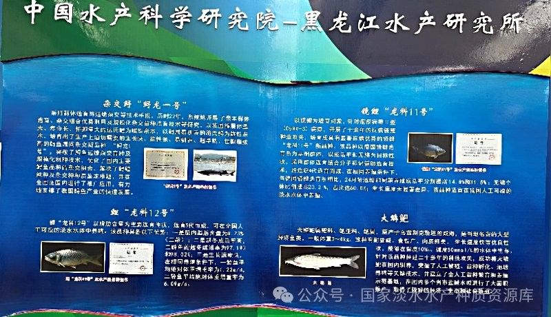 哪里可以購買到長春地區(qū)的龍魚：在長春購買龍魚有哪些風(fēng)險？