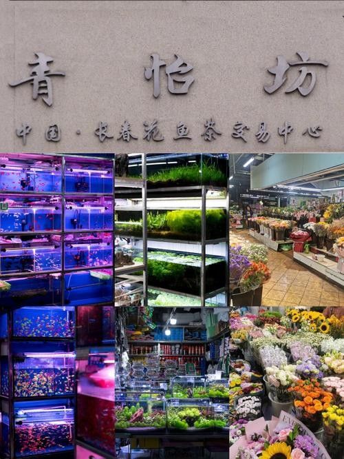 哪里可以購買到長春地區(qū)的龍魚：在長春購買龍魚有哪些風(fēng)險？