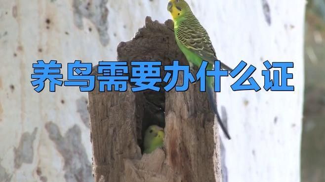 如何合法購買巴卡雷龍魚？：5月1日起購買巴卡雷龍魚（假設(shè)為保護(hù)物種）需嚴(yán)格遵守以下規(guī)定