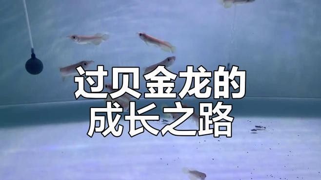 過(guò)背金龍魚(yú)多久能養(yǎng)成過(guò)背：yuki過(guò)背金龍魚(yú)養(yǎng)多久才上色文瑜塑泥手記