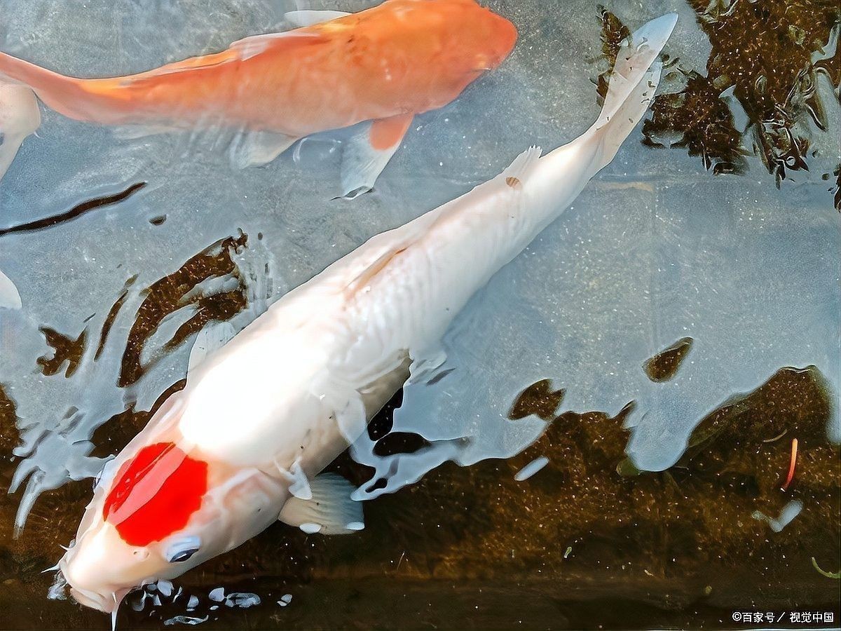 龍魚換缸后多久可以混養：龍魚換缸后的混養時間需根據適應狀態和水質情況綜合判斷