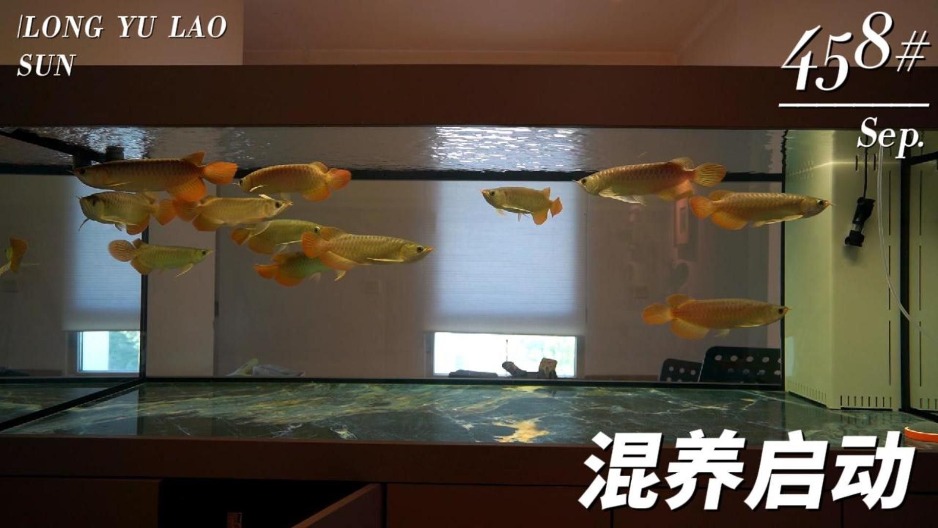 龍魚換缸后多久可以混養：龍魚換缸后的混養時間需根據適應狀態和水質情況綜合判斷
