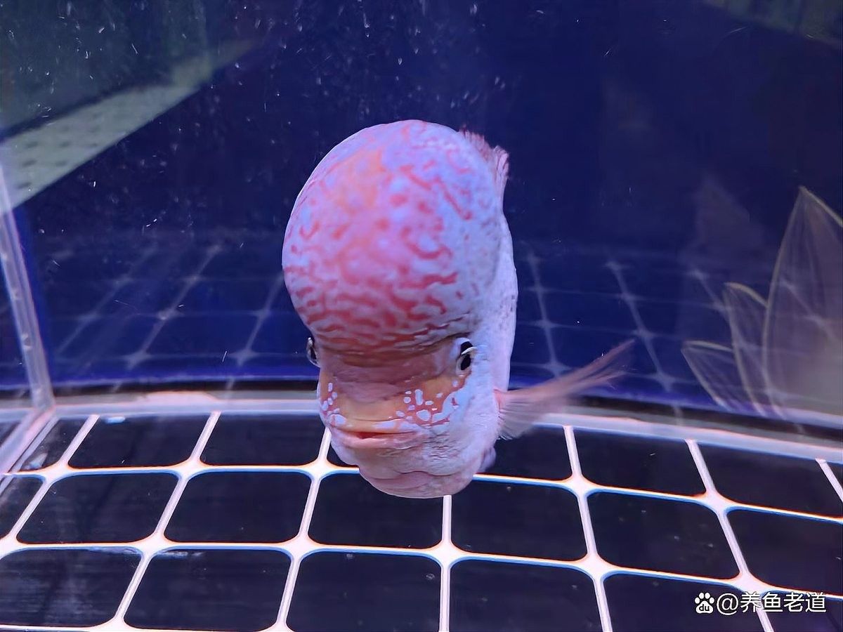 龍魚換缸后多久可以混養：龍魚換缸后的混養時間需根據適應狀態和水質情況綜合判斷