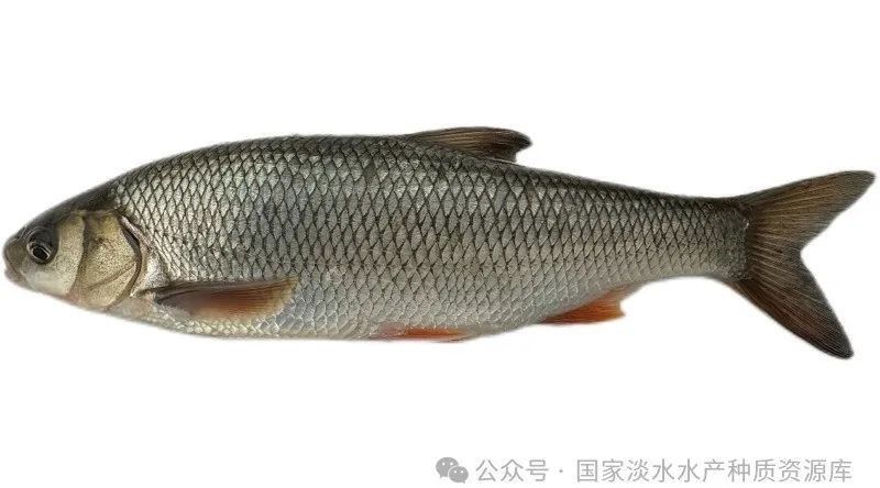介紹一下“雅龍1號(hào)”新品種：中國(guó)首個(gè)耐堿魚類新品種——雜交雅羅魚