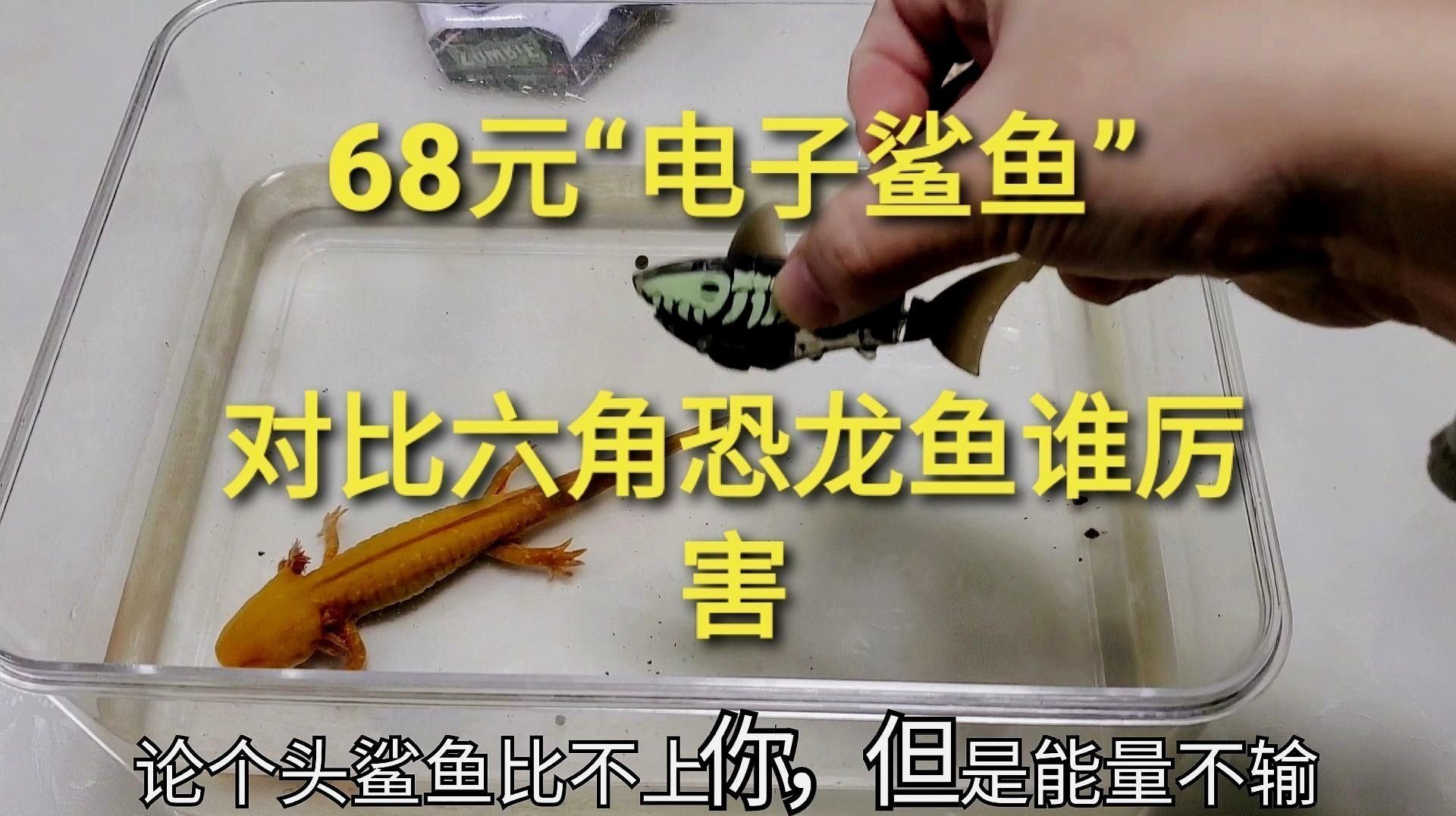 混養時如何確保龍魚和鯊魚的安全：小檸馭rcr深度解析龍魚混養手法以及飼養