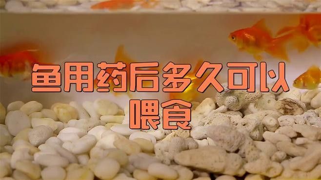 龍魚麻藥后需要多久喂食：龍魚麻醉后的喂食時間