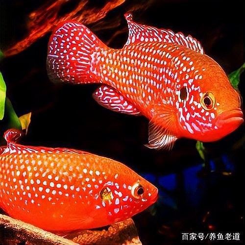 六角龍魚可以吹多久空調？：六角恐龍魚適宜水溫及降溫方法詳解