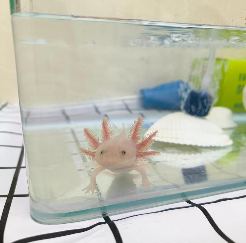 六角龍魚可以吹多久空調？：六角恐龍魚適宜水溫及降溫方法詳解