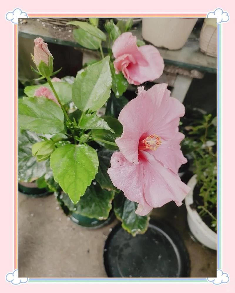 朱槿多久施一次肥？：朱槿花開(kāi)多,掌握這三要點(diǎn),不掉花苞狂開(kāi)花藍(lán)妖花園